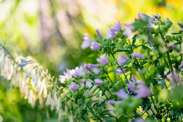 木の薄紫色の花を咲かせます 晴れた日に夏の庭でラバテラの三分割開花 自然の美しさ ストックフォト