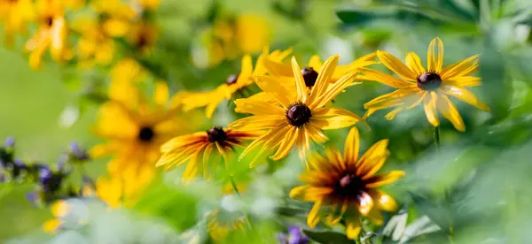 Világos Sárga Virágok Rudbeckia Közismert Nevén Tűlevelű Vagy Fekete Szemű Stock Kép