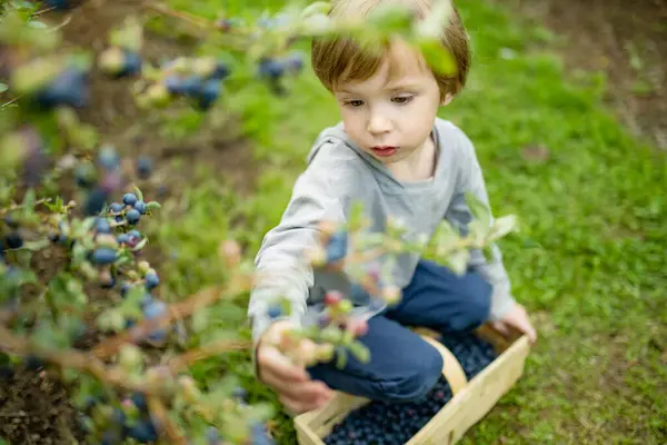暖かくて日当たりの良い夏の日に有機ブルーベリー農場で新鮮な果実を選ぶかわいい男の子 小さな子供のための新鮮な健康的な有機食品 夏の家族活動 ストック写真