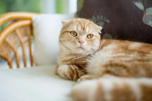 Red Scottish Fold Cat Having Rest Sofa Living Room Adult Stockafbeelding