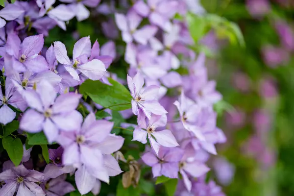 Flowering Purple Clematis Garden Flowers Blossoming Summer Beauty Nature Jogdíjmentes Stock Fotók