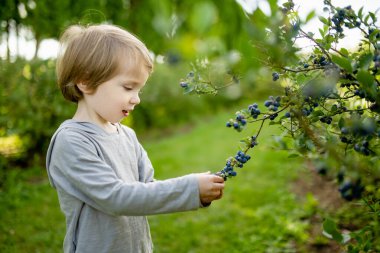 Sıcak ve güneşli bir yaz gününde organik yaban mersini çiftliğinde taze böğürtlen toplayan tatlı bir çocuk. Küçük çocuklar için taze sağlıklı organik yiyecekler. Yazın aile aktiviteleri.
