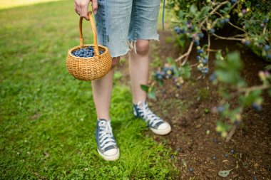 Yaban mersinli sepeti tutan kadın eller. Sıcak ve güneşli bir yaz gününde organik yaban mersini çiftliğinden taze böğürtlen toplamak. Taze sağlıklı organik gıda. Yazın aile aktiviteleri.