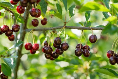 Kiraz ağacında sallanan olgun kiraz meyveleri. Güneşli yaz gününde kiraz bahçesinde böğürtlen toplamak.