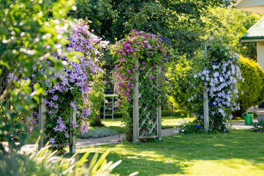 Flowering purple clematis in the garden. Flowers blossoming in summer. Beauty in nature.