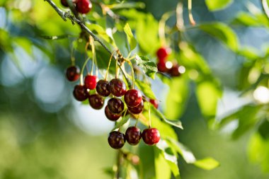 Kiraz ağacında sallanan olgun kiraz meyveleri. Güneşli yaz gününde kiraz bahçesinde böğürtlen toplamak.