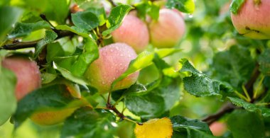 Sıcak bir yaz gününde elma dalında olgunlaşmış elmalar. Elma bahçesinde olgun meyveler topluyorum. Çiftlikte kendi meyve ve sebzelerini yetiştiriyorlar. Bahçıvanlık ve kendi kendine yeten yaşam tarzı.