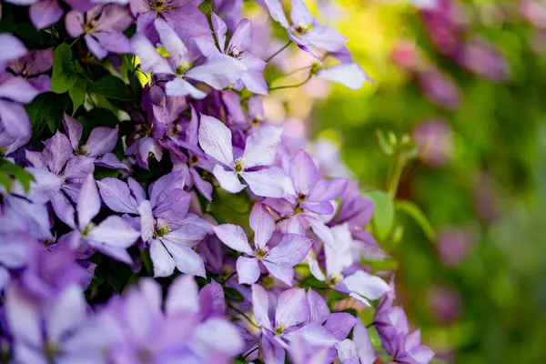 花园里开着紫色的仙人掌 夏天花儿盛开 大自然的美丽 — 图库照片