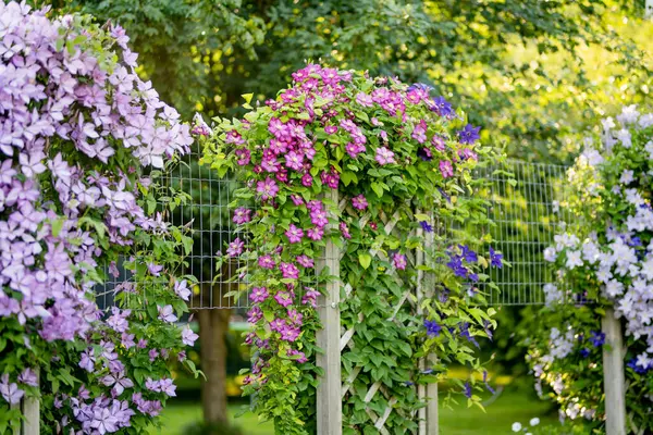 Kvetoucí Fialová Klematida Zahradě Květiny Kvetou Létě Krása Přírodě — Stock fotografie