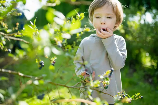 Cute Little Boy Picking Fresh Berries Organic Blueberry Farm Warm — Stock Photo, Image