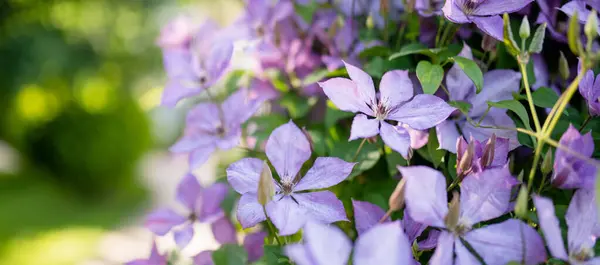 Flowering Purple Clematis Garden Flowers Blossoming Summer Beauty Nature — Fotografia de Stock