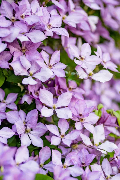 Flowering Purple Clematis Garden Flowers Blossoming Summer Beauty Nature — Photo