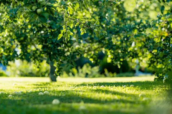 Вирощування Яблук Гілці Яблуні Теплий Літній День Збирання Стиглих Фруктів Ліцензійні Стокові Зображення
