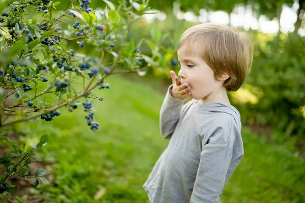 暖かくて日当たりの良い夏の日に有機ブルーベリー農場で新鮮な果実を選ぶかわいい男の子 小さな子供のための新鮮な健康的な有機食品 夏の家族活動 ストック画像