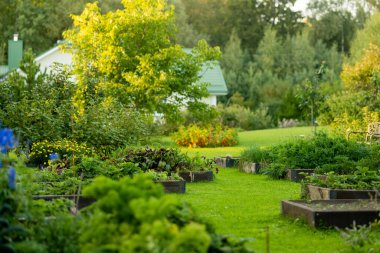 Ağaçlarla dolu güzel yeşil bir bahçe, dekoratif bitkiler ve arka planda büyük beyaz bir ev ile çiçek açan çiçekler. Arka bahçede güzel bir yaz günü.