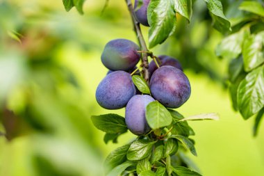 Meyve bahçesindeki bir ağaç dalında mor erikler. Sonbahar günü olgun meyveler toplamak. Çiftlikte kendi meyve ve sebzelerini yetiştiriyorlar. Bahçıvanlık ve kendi kendine yeten yaşam tarzı.