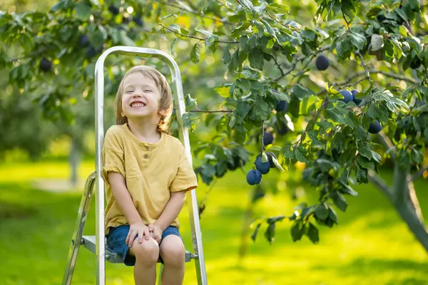 Cute Little Boy Helping Harvest Plums Plum Tree Orchard Summer Stock Picture