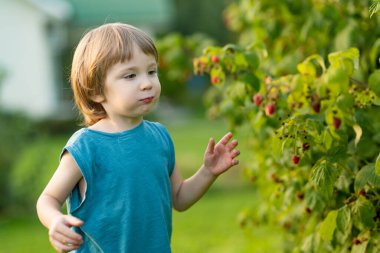 Sıcak yaz gününde organik ahududu çiftliğinde taze böğürtlen toplayan tatlı bir çocuk. Sonbahar günü taze böğürtlen toplamak. Bahçede hasat yapan çocuk.
