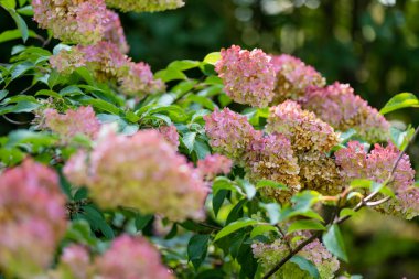 Ortanca ağaçlarının narin pembe çiçekleri yazın alçak akşam güneşiyle aydınlanır. Hortensiya yaz bahçesinde çiçek açıyor. Doğada güzellik.