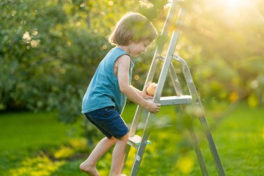 Küçük şirin çocuk yaz günü elma bahçesinde elma toplamaya yardım ediyor. Çocuk bahçede meyve topluyor. Çocuklar için taze sağlıklı yiyecekler. Yaz aylarında aile beslenmesi.