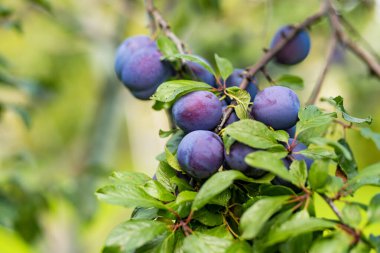 Meyve bahçesindeki bir ağaç dalında mor erikler. Sonbahar günü olgun meyveler toplamak. Çiftlikte kendi meyve ve sebzelerini yetiştiriyorlar. Bahçıvanlık ve kendi kendine yeten yaşam tarzı.