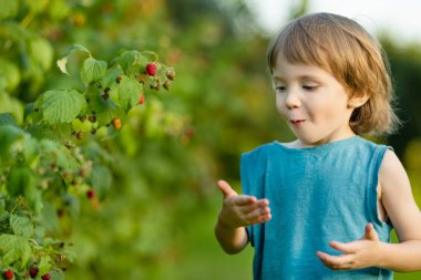 Sıcak yaz gününde organik ahududu çiftliğinde taze böğürtlen toplayan tatlı bir çocuk. Sonbahar günü taze böğürtlen toplamak. Bahçede hasat yapan çocuk.