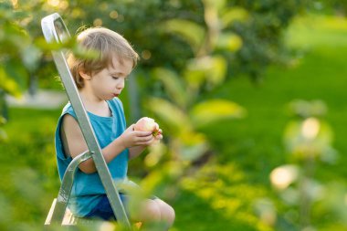 Küçük şirin çocuk yaz günü elma bahçesinde elma toplamaya yardım ediyor. Çocuk bahçede meyve topluyor. Çocuklar için taze sağlıklı yiyecekler. Yaz aylarında aile beslenmesi.