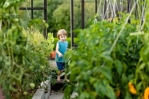 Cute Toddler Boy Having Fun Greenhouse Sunny Summer Day Child Stock Image