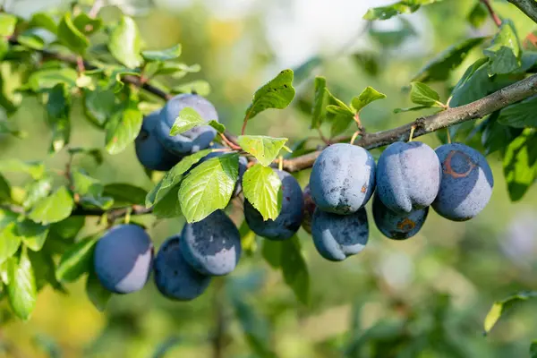 果园里树枝上的紫色李子 秋日收获成熟的果实 在家乡种植自己的水果和蔬菜 自给自足的园艺和生活方式 免版税图库图片