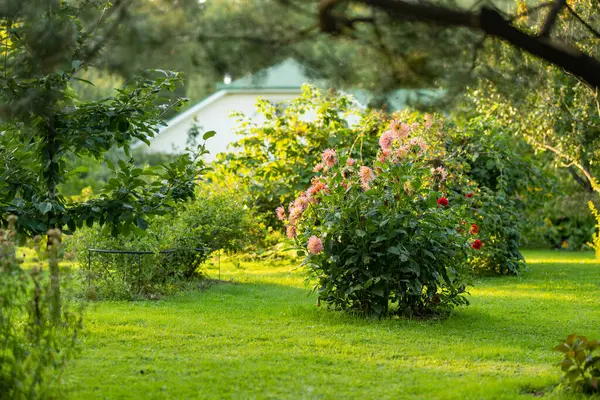 Bunga Dahlia Berwarna Warni Kebun Belakang Musim Gugur Musim Gugur Stok Foto