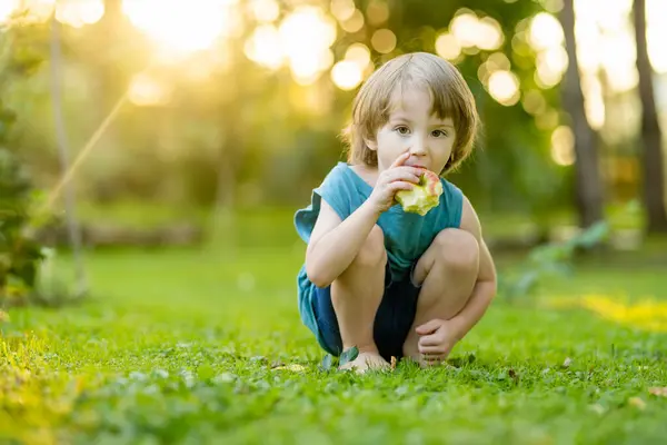 Schattige Kleine Jongen Helpt Appels Oogsten Appelboomgaard Zomerdag Kind Plukkend Rechtenvrije Stockafbeeldingen