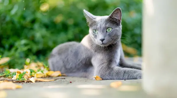 Young Playful Russian Blue Cat Relaxing Backyard Gorgeous Blue Gray Stock Picture