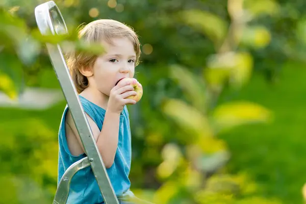 可爱的小男孩在苹果园里帮着收割苹果 孩子在花园里采摘水果 给孩子们新鲜健康的食物 夏季家庭营养 免版税图库照片