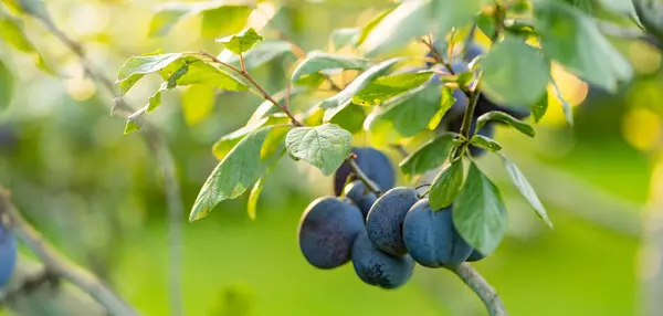 Purple Plums Tree Branch Orchard Harvesting Ripe Fruits Autumn Day Royalty Free Stock Images