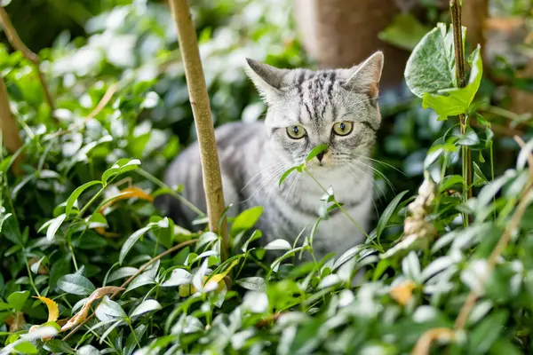 Young Playful British Shorthair Silver Tabby Cat Relaxing Backyard Gorgeous Royalty Free Stock Photos