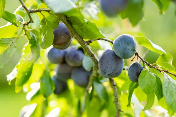 Purple Plums Tree Branch Orchard Harvesting Ripe Fruits Autumn Day Stock Picture