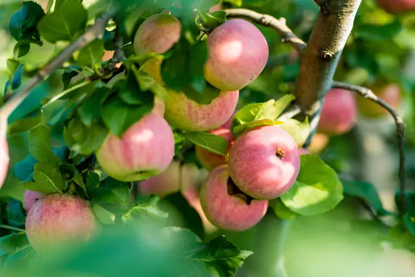 Ripening Apples Apple Tree Branch Warm Summer Day Harvesting Ripe Stock Photo