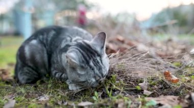 İngiliz gümüşi tekir kedisi arka bahçede kedi ısırıyor. Kediotu, kedi otu, kedi otu ve naneli şeker kokusundan etkilenen genç bir kedinin yavaş çekim görüntüleri..