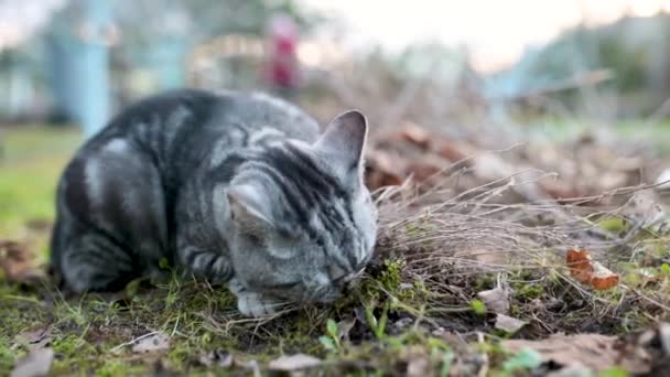 Britse Steno Zilveren Tabby Kat Bijten Kattenkruid Buiten Achtertuin Close — Stockvideo