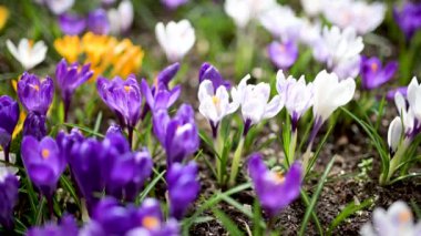 Parkta çiçek açan çiçek. Bahar manzarası. Doğada güzellik. Ağır çekimde yakın çekim.