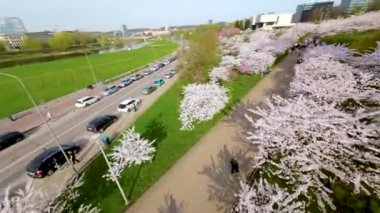 Vilnius şehir merkezinde çiçek açan sakura parkının güzel FPV görüntüsü. Sugihara kiraz ağacı bahçesi güneşli bir nisan akşamı çiçek açıyor. Litvanya, Vilnius 'ta İlkbahar.