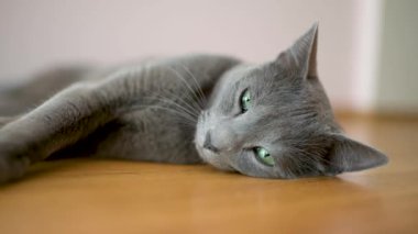 Neşeli genç Rus Mavi kedisi güneşli bir sabahta evde dinleniyor. Yeşil gözlü, muhteşem mavi-gri kedi. Evdeki evcil hayvan. Yavaş çekim görüntüleri.