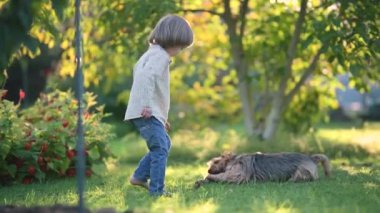 Güneşli yaz bahçesinde ya da bahçede soylu Avustralyalı teriyerle oynayan komik şirin çocuk. Açık hava portresi, mavi ve samur bronz tenli Avustralya teriyeri köpek evcil hayvanı. Yavaş çekim.