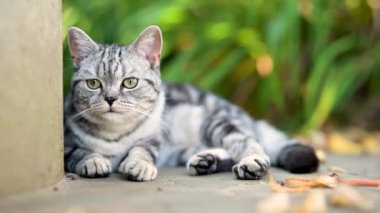 Açık bir yaz gününde arka bahçede yürüyen İngiliz gümüşi tekir kedisi. Genç bir evcil kedinin bahçede ya da arka bahçede yatıp dinlenirken çekilmiş yakın çekim görüntüleri..