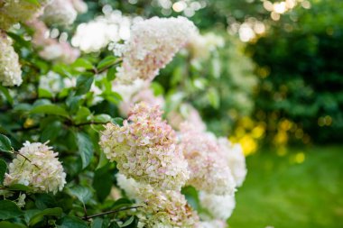 Tender pink flowers of hydrangea arborescens, backlit by the low evening sun in summer. Hortensia flowering in summer garden. Beauty in nature. clipart