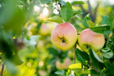 Sıcak bir yaz gününde elma dalında olgunlaşmış elmalar. Elma bahçesinde olgun meyveler topluyorum. Çiftlikte kendi meyve ve sebzelerini yetiştiriyorlar. Bahçıvanlık ve kendi kendine yeten yaşam tarzı.