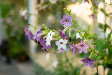 Beautiful white and pink tobacco flowers blossoming on summer day outdoors. Ornamental fragrant tobacco flowers lighted by rays of sun. Nicotiana alata, Jasmine tobacco.