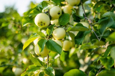 Sıcak bir yaz gününde elma dalında olgunlaşmış elmalar. Elma bahçesinde olgun meyveler topluyorum. Çiftlikte kendi meyve ve sebzelerini yetiştiriyorlar. Bahçıvanlık ve kendi kendine yeten yaşam tarzı.