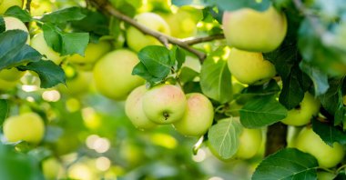 Sıcak bir yaz gününde elma dalında olgunlaşmış elmalar. Elma bahçesinde olgun meyveler topluyorum. Çiftlikte kendi meyve ve sebzelerini yetiştiriyorlar. Bahçıvanlık ve kendi kendine yeten yaşam tarzı.