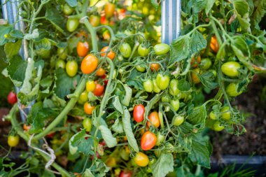 Çalıların üzerinde taze taze organik domates yetiştirmek. Çiftlikte kendi meyve ve sebzelerini yetiştiriyorlar. Bahçıvanlık ve kendi kendine yeten yaşam tarzı.
